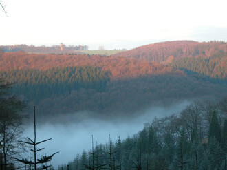 Nebel über dem Wald